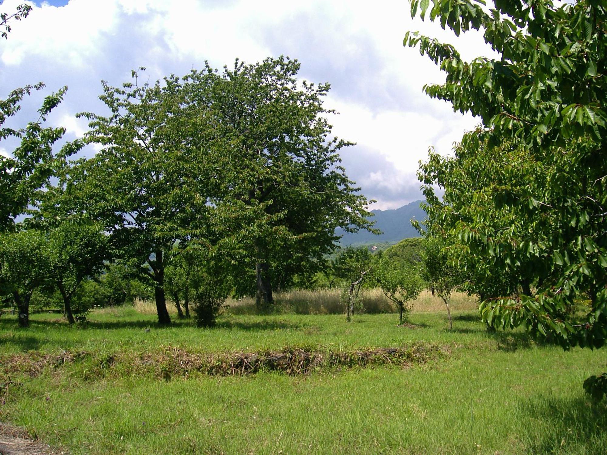 Cirasellaetna Villa Sant'Alfio Exterior photo